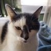 catskyfire
